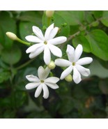 3 feet tall Jui Jasmine live plant (Virajaji ) in 3 gallon pot  - $129.00