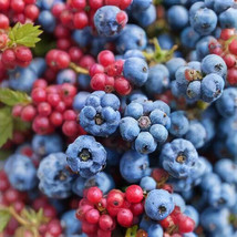 40 Tea Berry Shrub Seeds (Viburnum Cassinoides) Witherod Tea Leaf, Edible Fruits - $3.09