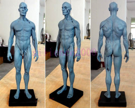 Human Anatomical Anatomy Skull Head figure statue Body Model Muscle Bone - £21.99 GBP+