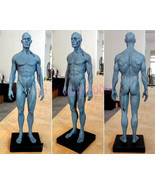 Human Anatomical Anatomy Skull Head figure statue Body Model Muscle Bone - $41.34 CAD+