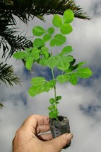 6-10&quot; Tall Moringa Oleifera Tree Drumstick/Horseradish/Benzolive Live Plant - £52.67 GBP