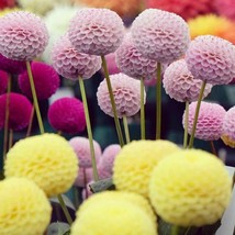 25 Pompom Dahlia Seeds Flower Perennial Flower Seed Flowering Bloom US F... - €7,68 EUR