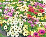 200 Seeds African Daisy Cineraria Mix Flower Seeds Cape Marigold Drought... - $8.99