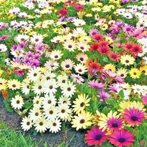 200 Seeds African Daisy Cineraria Mix Flower Seeds Cape Marigold Drought Toleran - £7.06 GBP