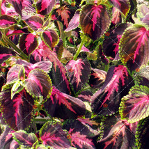 100 pcs Coleus Blumei Seeds Rose Red Color with Green Leaves FRESH SEEDS - £6.67 GBP