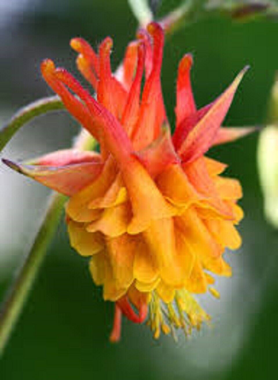 50 Double Orange Yellow Columbine Flower Flowers Bloom Perennial Seeds - $15.99