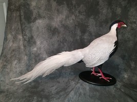 Silver pheasant Taxidermy Bird Mount - £747.12 GBP