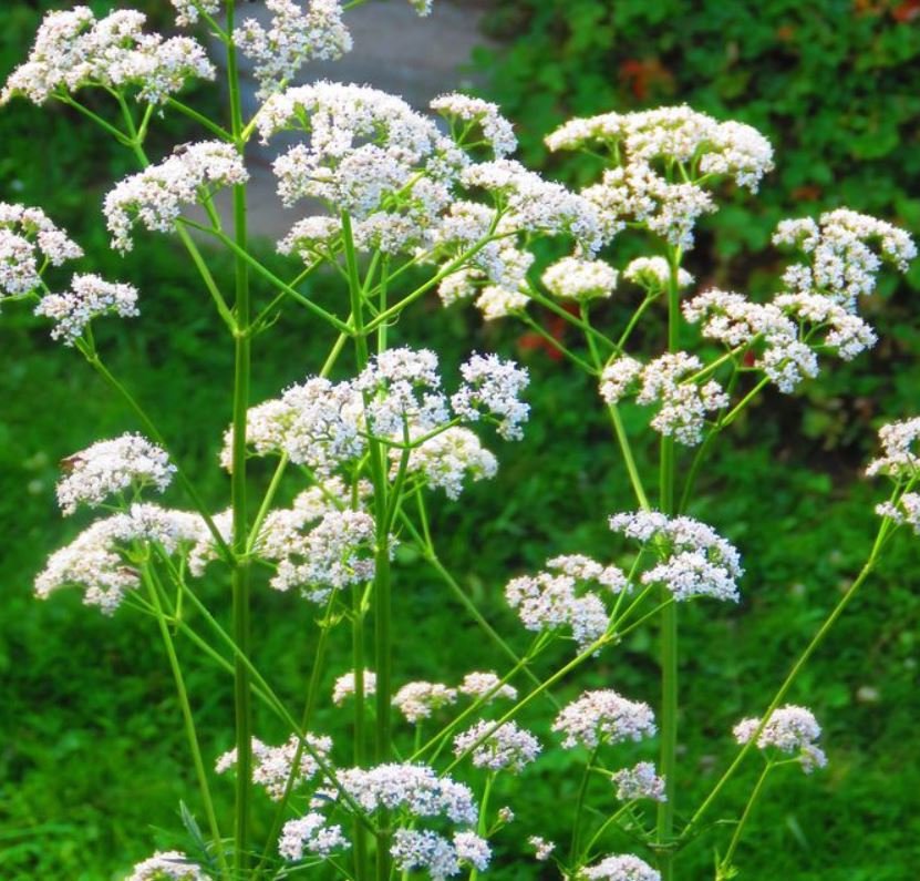 Anise Herb Seeds Organic Herb Seeds Seeds Fresh Seeds - $2.98