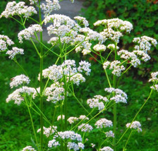 Anise Herb Seeds Organic Herb Seeds Seeds Fresh Seeds - $2.98