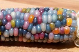 75 Seeds for Planting Glass Gem Indian Corn Vibrant and Translucent Corn - £20.41 GBP
