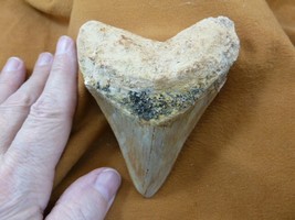 (S296-4) 4-1/16&quot; Big Megalodon Fossil Collector Shark Tooth Teeth Sharks Big - £210.34 GBP