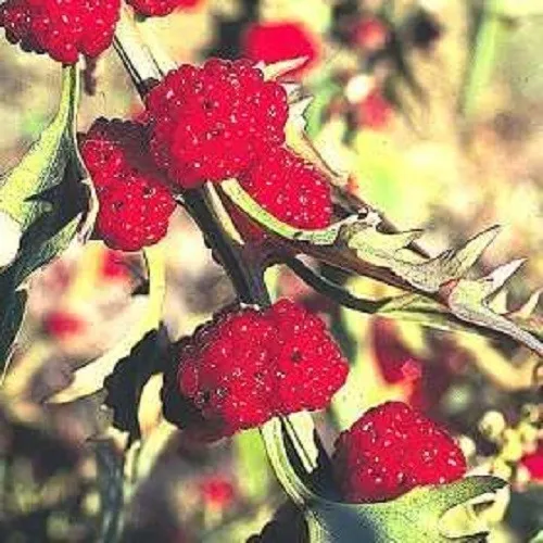 100 Strawberry Sticks Spinach Chenopodium Foliosum Fruit Berry Seeds Fresh - £7.96 GBP