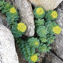 New Fresh Seeds 25 Roseroot Stonecrop Golden Rose Root Sedum Rhodiola Rosea Yell - $16.90