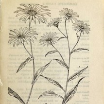 1905 Aster Spectabilis Wild Flower Print Pen &amp; Ink Lithograph Antique  - £13.93 GBP