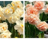 50 Seeds Daffodil Double Assorted Flower Garden - $34.93