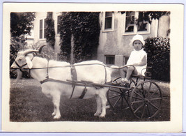 Mary Cleveland Antique Photo 1930 - Little Girl Riding in Goat Cart #2 - £19.62 GBP