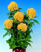 50 Fresh seed Celosia Argentea Cristata Yellow Edible Cockscomb Heirloom Flower - £9.52 GBP