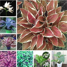 Exotic Hosta Plant Seed Four Seasons Flower Perennial Mixed Plantain Lily Flower - £3.06 GBP