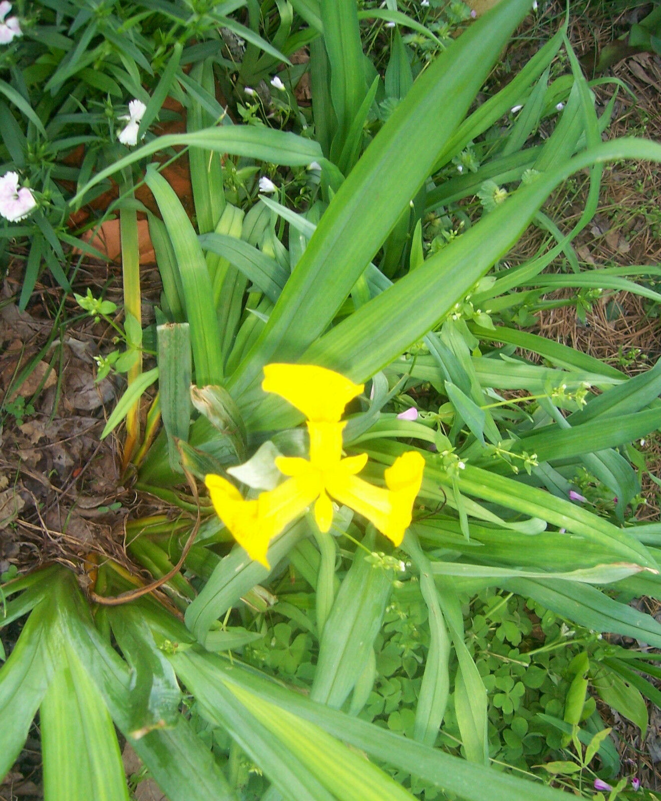 Yellow Flag Iris "Iris Pseudacorus" -5 Bulbs - $15.95