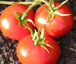 FA Store New Yorker Tomato Seeds 50 Ct Vegetable Garden Non-Gmo - $8.29