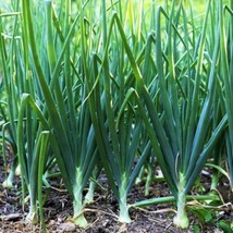 Tokyo Long White Scallion Green Spring Onion Chives Asian Vegetable Garden USA - $9.90