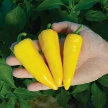 SEPTH 25 Seeds Yellow Sugar Pepper Sweet Garden Fresh Vegetables Healthy Plantin - $5.49