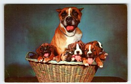 Boxer Mom And Puppy Dogs Sitting In Basket Postcard Chrome Unused Curt Teich - £6.65 GBP