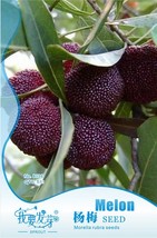 Heirloom Dark Red Waxberry Shrub Seeds - £5.55 GBP