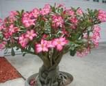 Beauty Cloud Tree seeds{Adenium obesum} Desert Rose  - £5.49 GBP