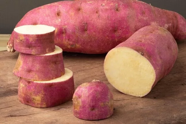 3 Rooted Sweet Potato Plants With Pot Live Plants Ready To Grow - Japane... - $37.99
