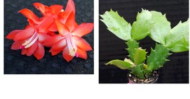 Christmas Cactus Starter Plant Red Dragon Schlumbergera Truncata - £25.72 GBP