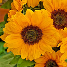 20 Vincents Choice Sunflower Seeds Helianthus Annuus Beautifully Fresh Garden US - £11.51 GBP