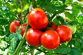 F1 Hybrid Tomato Seeds Winter Vegetable Seeds - 100 seeds per pack - $4.99