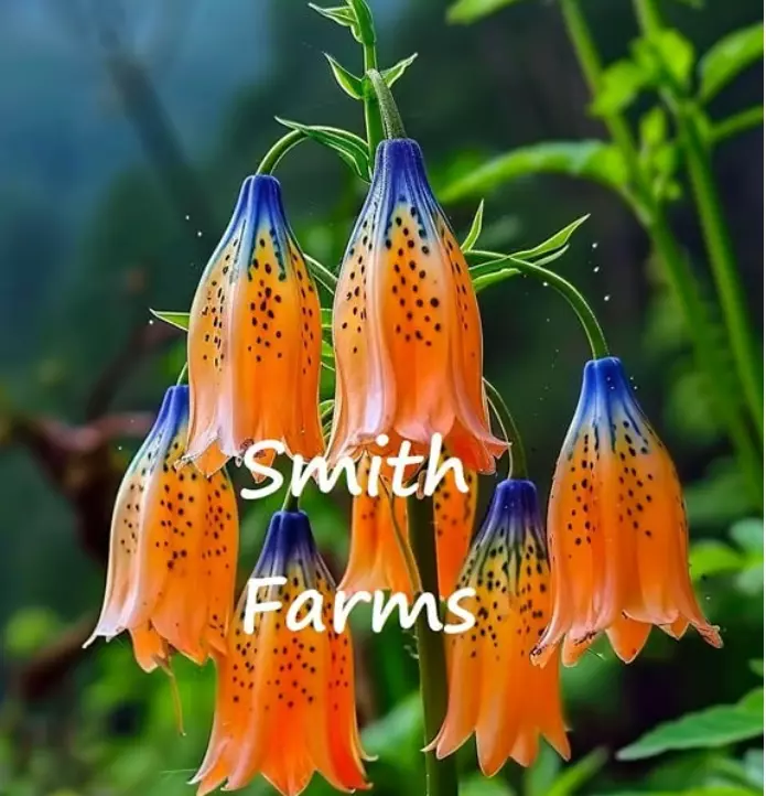 25 Seeds Blue Orange Tibetan Bell Flowers Fresh USA Fast Shipping - $16.50