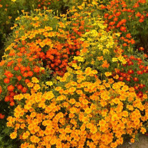 Signet Marigold Starfire Mix 12&quot;&quot; Beneficial | Cutting Garden 200 Seeds From US - £7.84 GBP