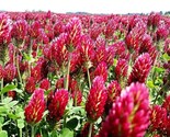 Clover Crimson Red Flowers Legume Adds Nitrogen Pollinators Non Gmo 200 ... - £7.20 GBP