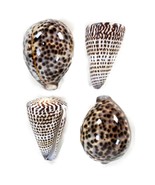 2 Cypraea Tigris Tiger Cowrie Shells 2 Leopard Cone Shells 3.5&quot; Lot of 4 - $68.37 CAD