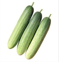 10 Korean Eun Cheon Cucumber Seeds Delicious Asian Crisp Fresh Garden - £8.46 GBP