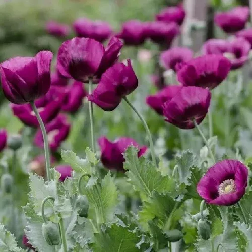 2,500+ Heirloom Organic Lauren&#39;s Grape Papavaer Somniferum Poppy Seeds. ... - $7.88
