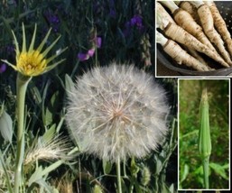 50 Mammoth Sandwich Island Salsify Seeds (Tragopogon Porrifolius) - £5.40 GBP