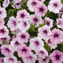 25 Pelleted Petunia Seeds Shock Wave Pink Vein Trailing Petuniagarden Beautiful  - $36.75