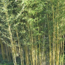 NEW 100+ or 25+ Yellow bamboo seeds Phyllostachys Aureosulcata Gold Bamb... - £6.70 GBP