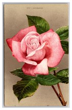 Pink Rose Flower Blossom UNP Unused DB Postcard H29 - £1.51 GBP