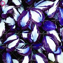Flowers Seeds - 100pcs/bag Colorful hosta seeds  - £3.92 GBP