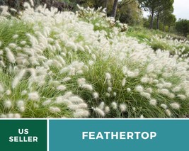 25Pcs Feathertop Ornamental Grass Seeds Pennisetum villosum Seed - £15.61 GBP