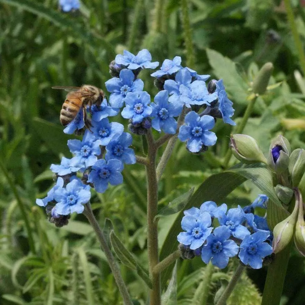 100 Fresh Seeds Forget Me Not Flower Seeds - £7.95 GBP