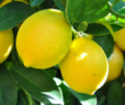 One Live Lemon Seedling plant, 1 year old. - £11.84 GBP