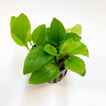 Anubias Nana Golden 1 Pot -Freshwater Aquatic Live Plants Super Price!!!!! - £10.11 GBP