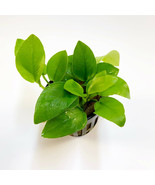 ANUBIAS NANA GOLDEN  1 POT -Freshwater Aquatic Live Plants SUPER PRICE!!!!! - $12.86