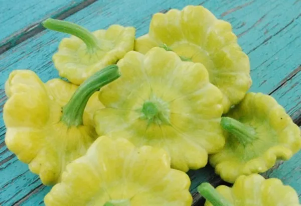 10 Gelber Englischer Squash Seeds Tasty Summer Squash Usa Fresh - £7.88 GBP